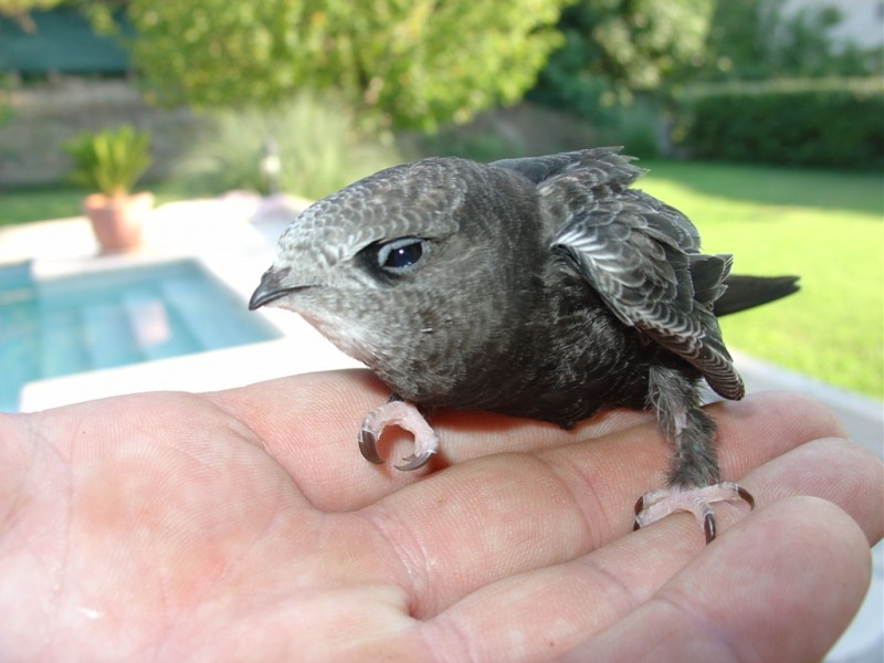Oiseau3.JPG