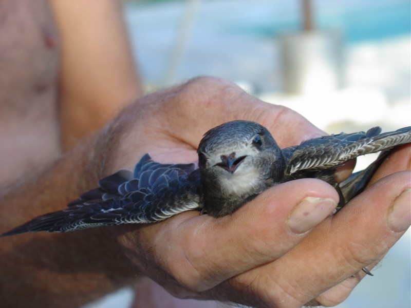 Oiseau2.jpg