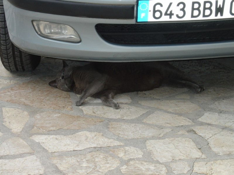 Il fait trop chaud pour travailler.jpg