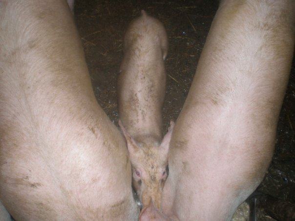 photo-cochonne.jpg