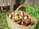 cepes.jpg