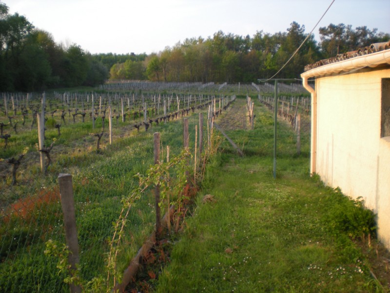 vignes derriere maison.jpg